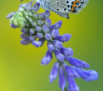 Голубянка Идас