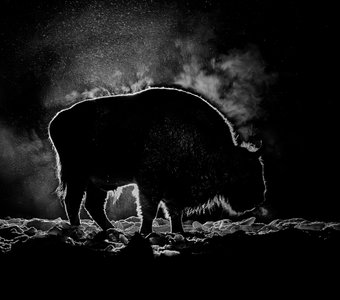 Ночной гость