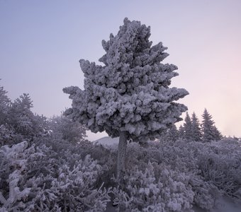 Серебряная сказка зимнего утра