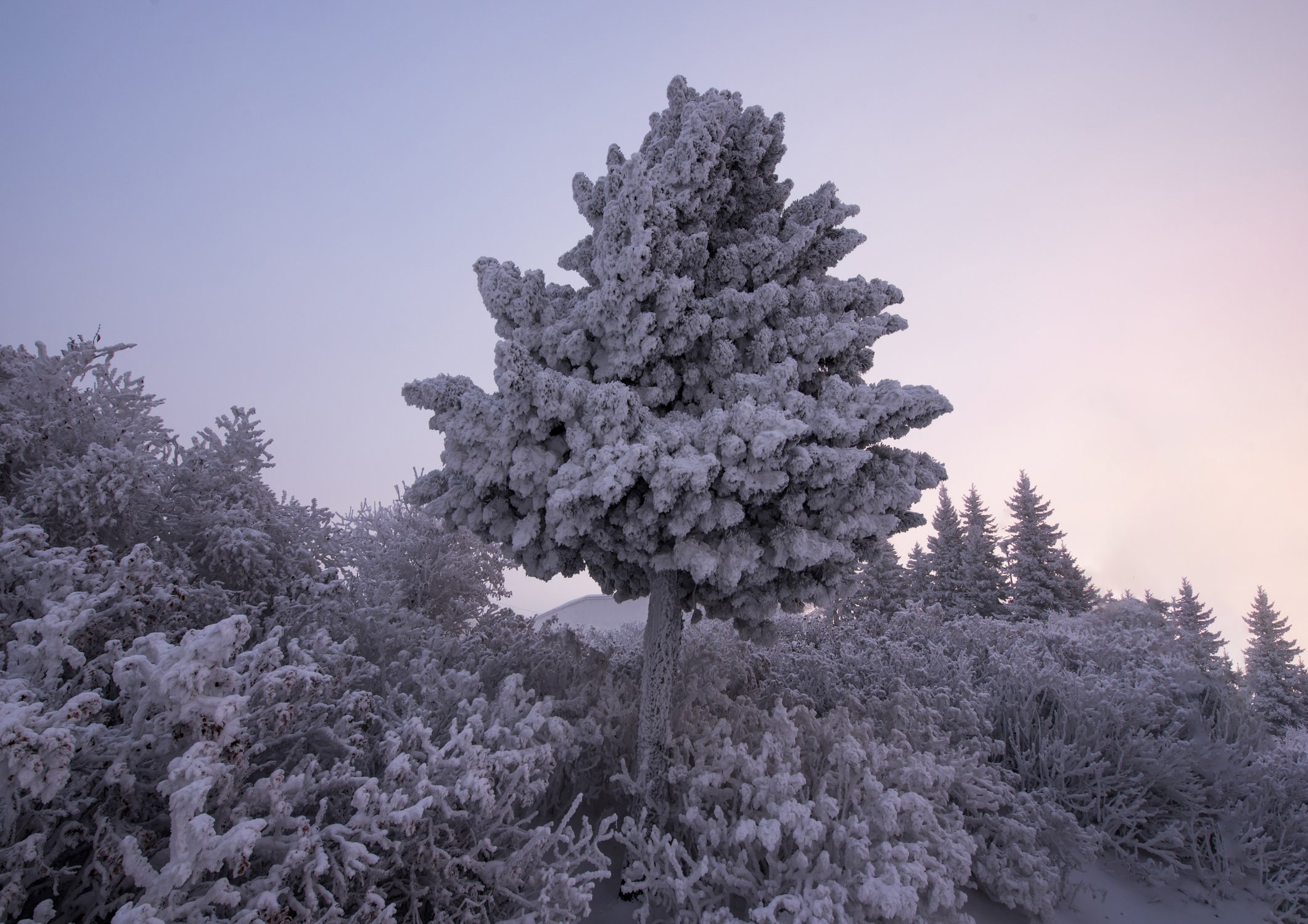 Серебряная сказка зимнего утра