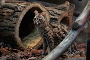 В Московском зоопарке впервые поселилась генета. Это что за зверь?