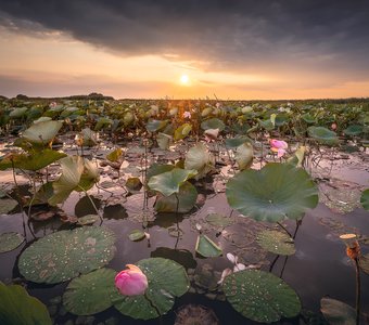 Время лотосов