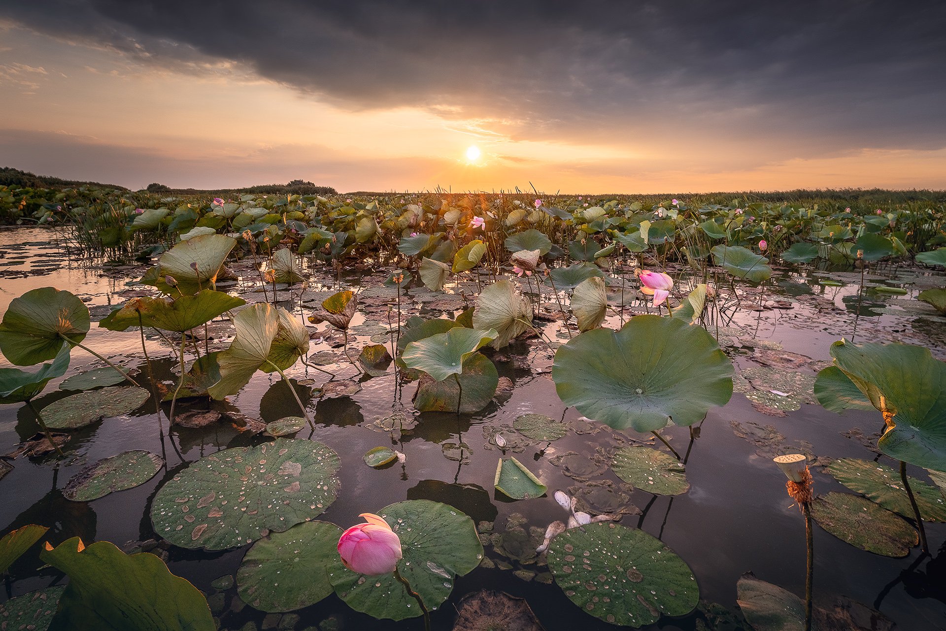 Время лотосов