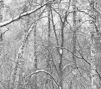 Чёрно-белая зима