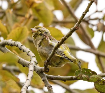 Зеленушка чешется