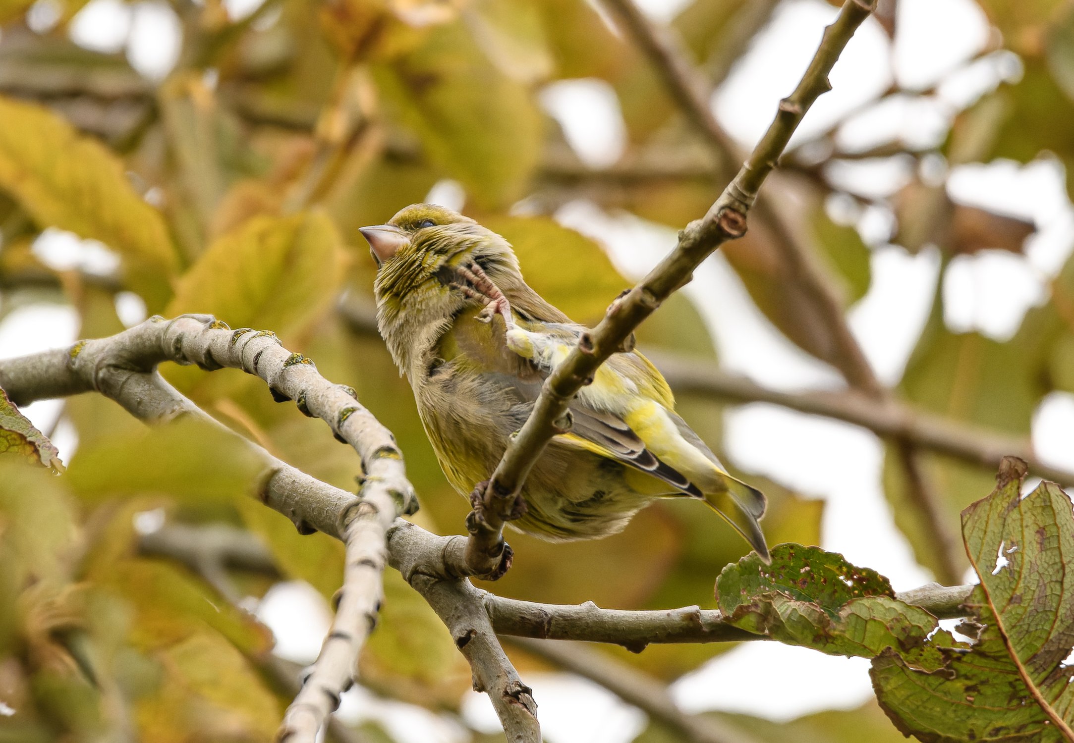 Зеленушка чешется
