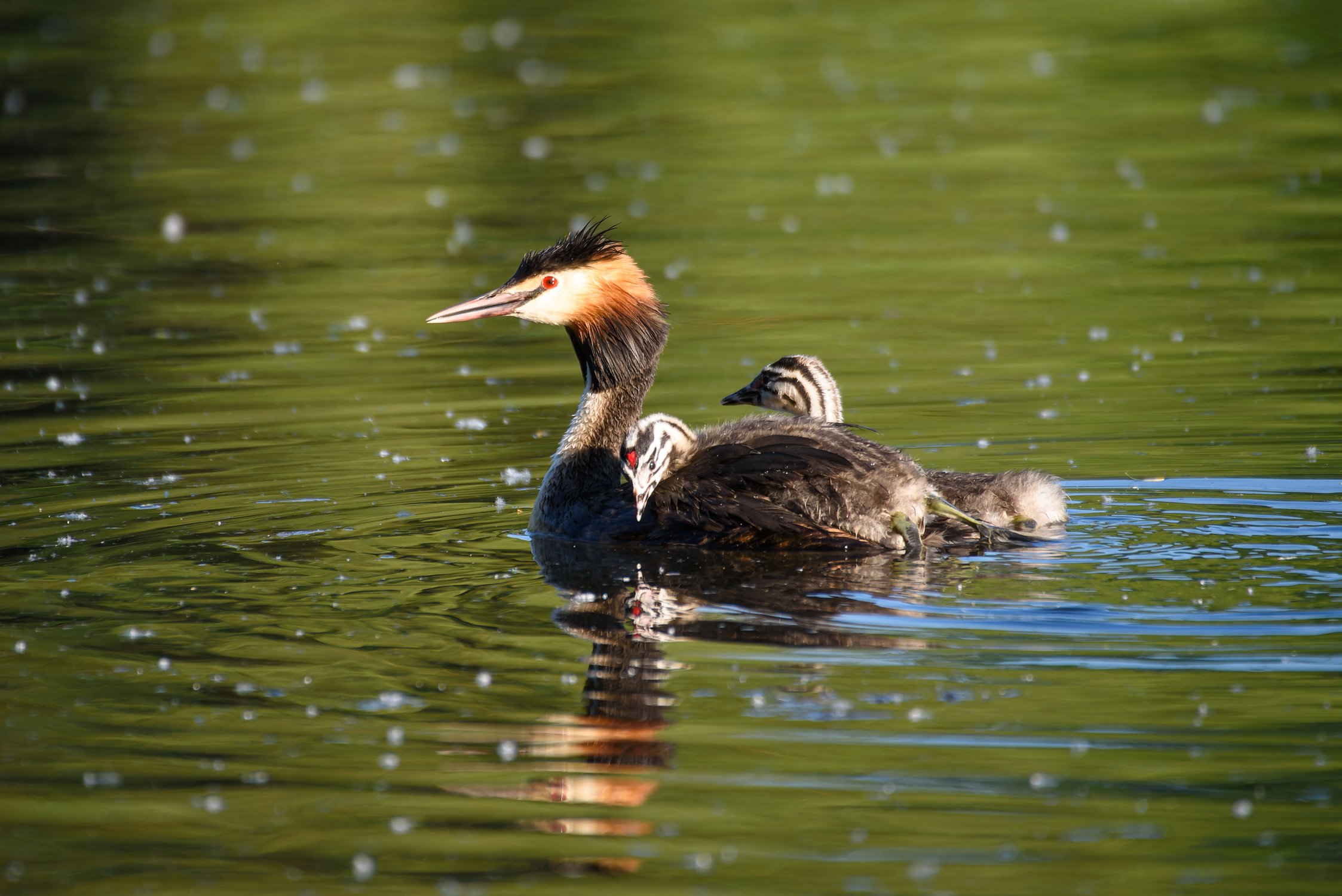 Чомга с детёнышами
