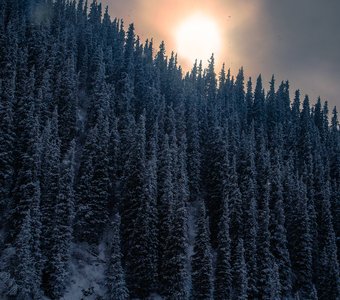 Сквозь мглу