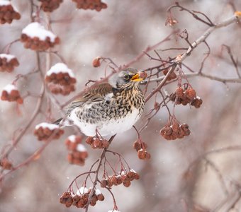 Рябиновое фото
