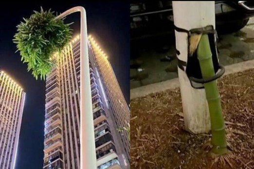 В Китае бамбук пророс сквозь фонарный столб и стал символом стойкости