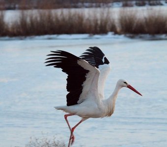 Неожиданный зимний гость
