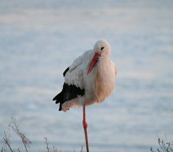 Неожиданный зимний гость