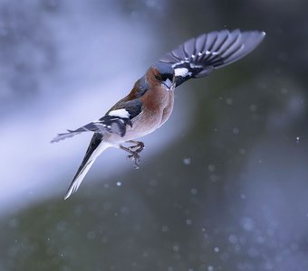 В снежном полёте