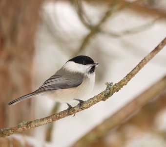 Портреты на кормушках 3