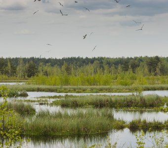 Разгар лета