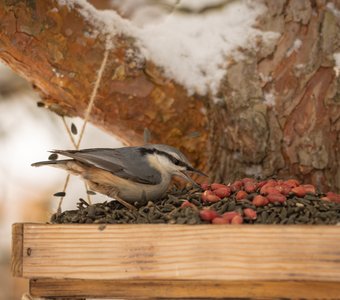 Портреты на кормушках 2