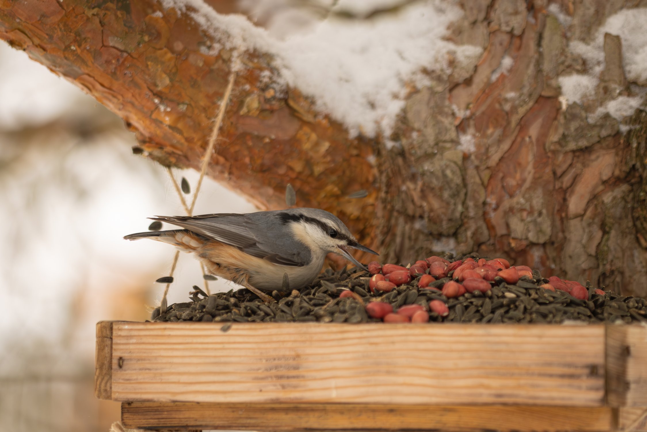 Портреты на кормушках 2