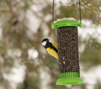 Портреты на кормушках 4