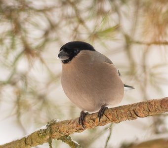 Портреты с кормушки