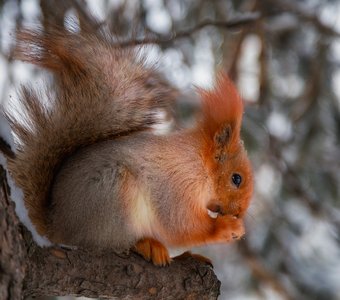 Лесная красавица