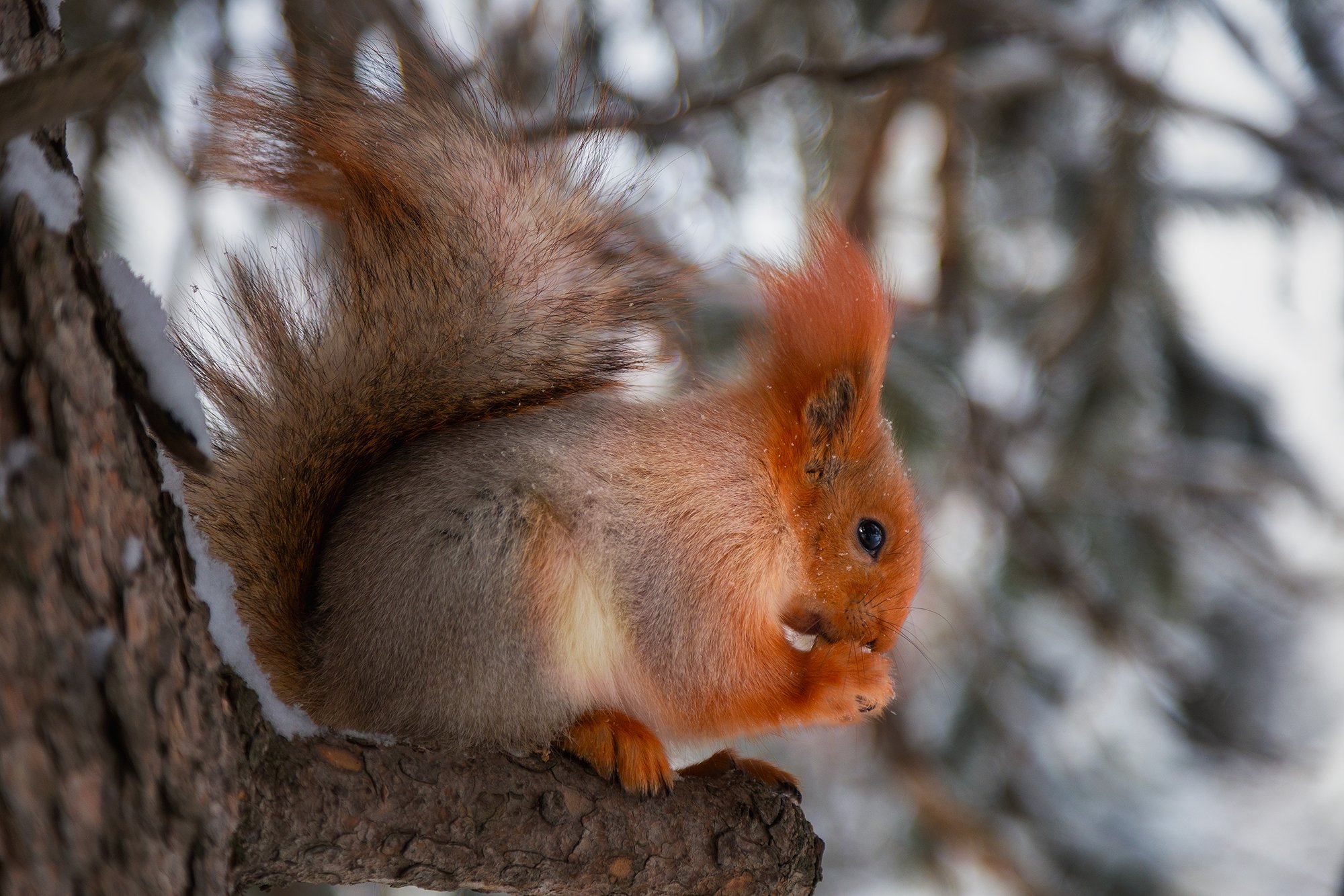Лесная красавица