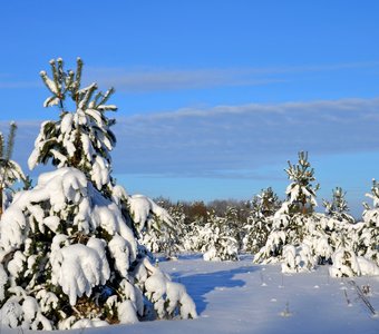 С виду ёлочки, а под снегом сосенки