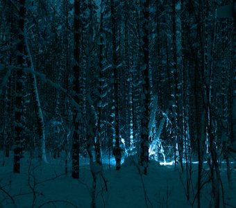 Ночной лес