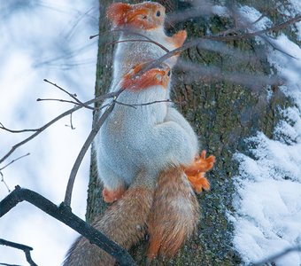 Мороз не помеха