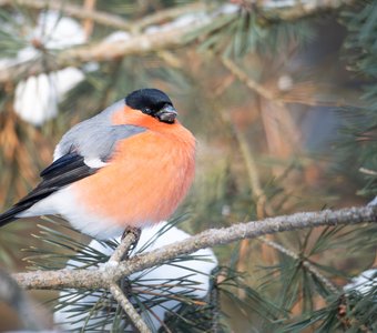 Снегирь - символ зимней сказки