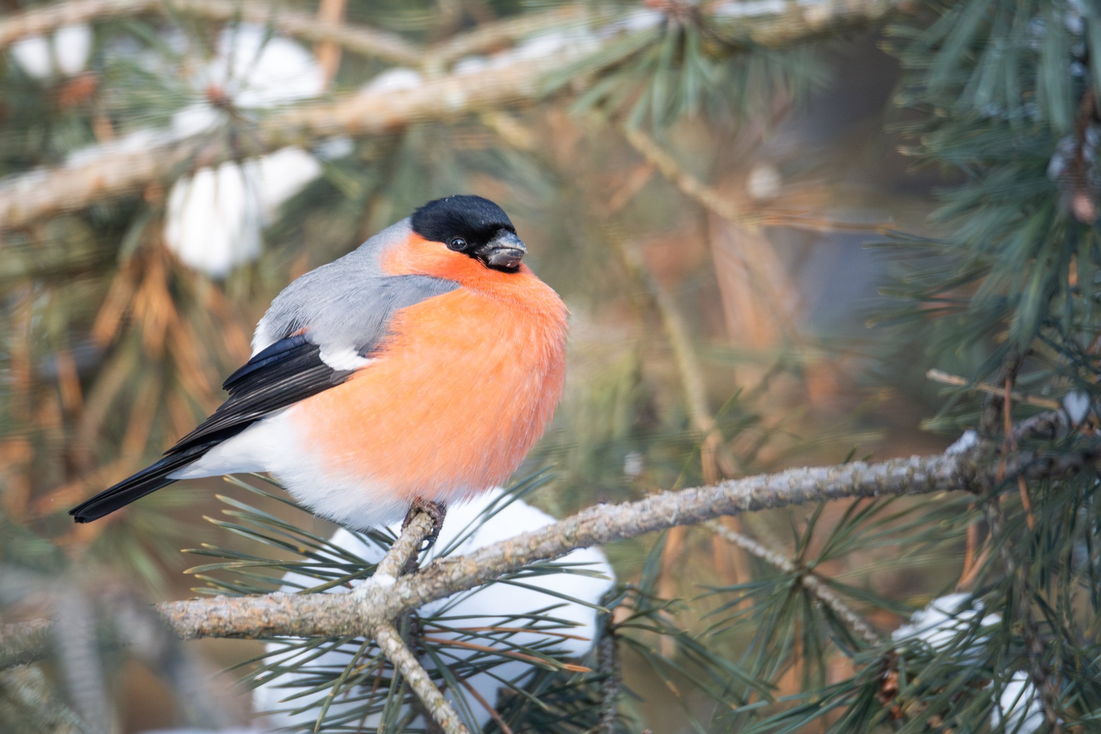 Снегирь - символ зимней сказки