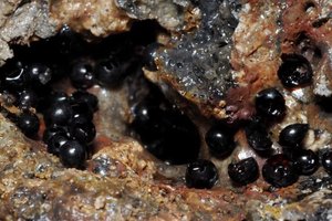 В пучине Тихого океана нашли странные черные яйца. В них прятались черви