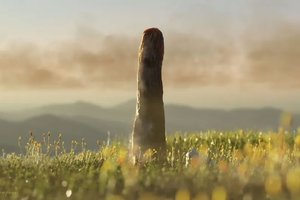 Не гриб и не растение: ученые узнали о новой форме жизни