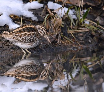 Я и моё отражение