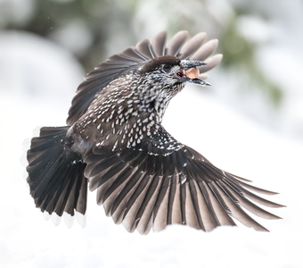 Кедровка (Nucifraga caryocatactes)