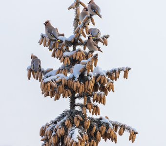 Свиристели на ёлке