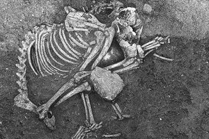 2500 лет назад деликатесом на пирах в Болгарии было собачье мясо