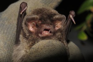 На сербских летучих мышах обнаружили новый вид грибов