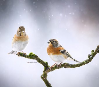 А просто зима