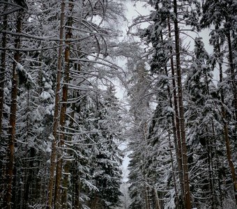 Заснеженная дорога. Московская область, Рузский район.