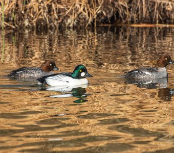 Обыкновенные гоголи на реке