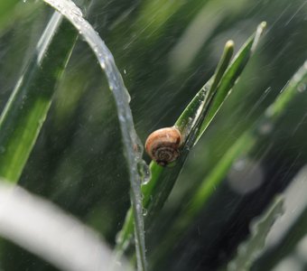 В солнечных бликах под дождем