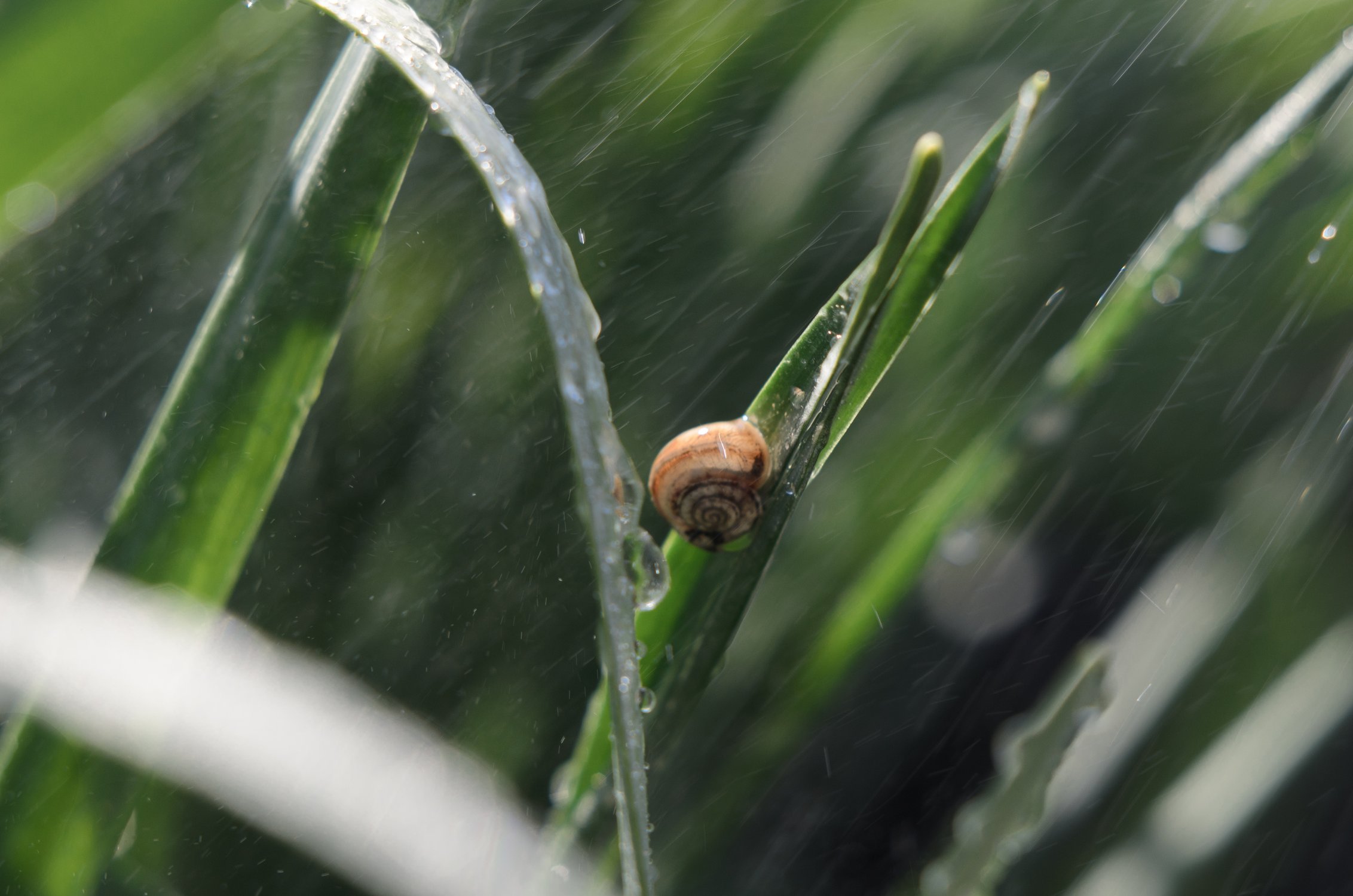 В солнечных бликах под дождем