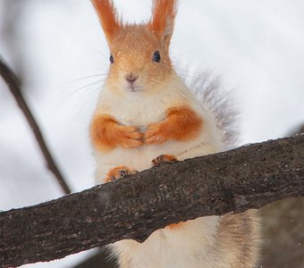 Гони орехи!😎🐿