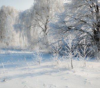 Берёзы в белом