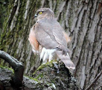 Ястреб перепелятник
