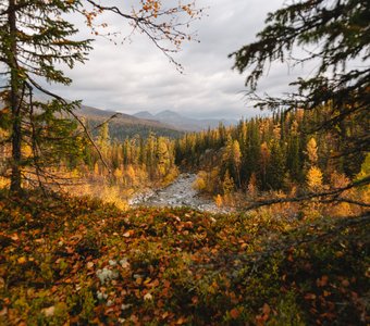 Золотая осень на Приполярном Урале