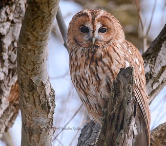 Не совсем серая неясыть