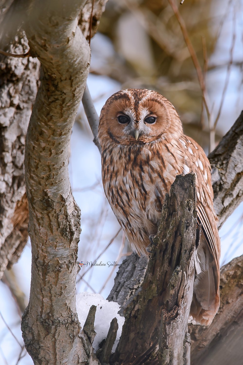 Не совсем серая неясыть