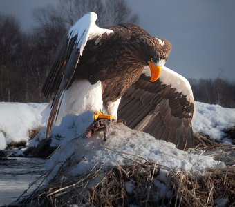 Белоплечий орлан