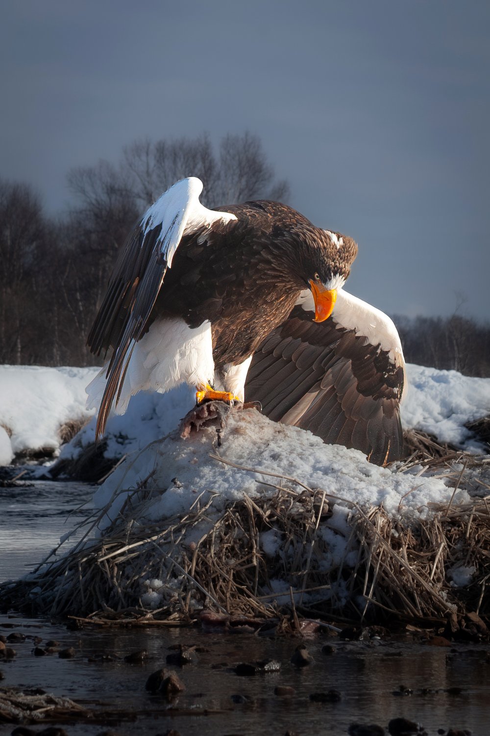 Белоплечий орлан